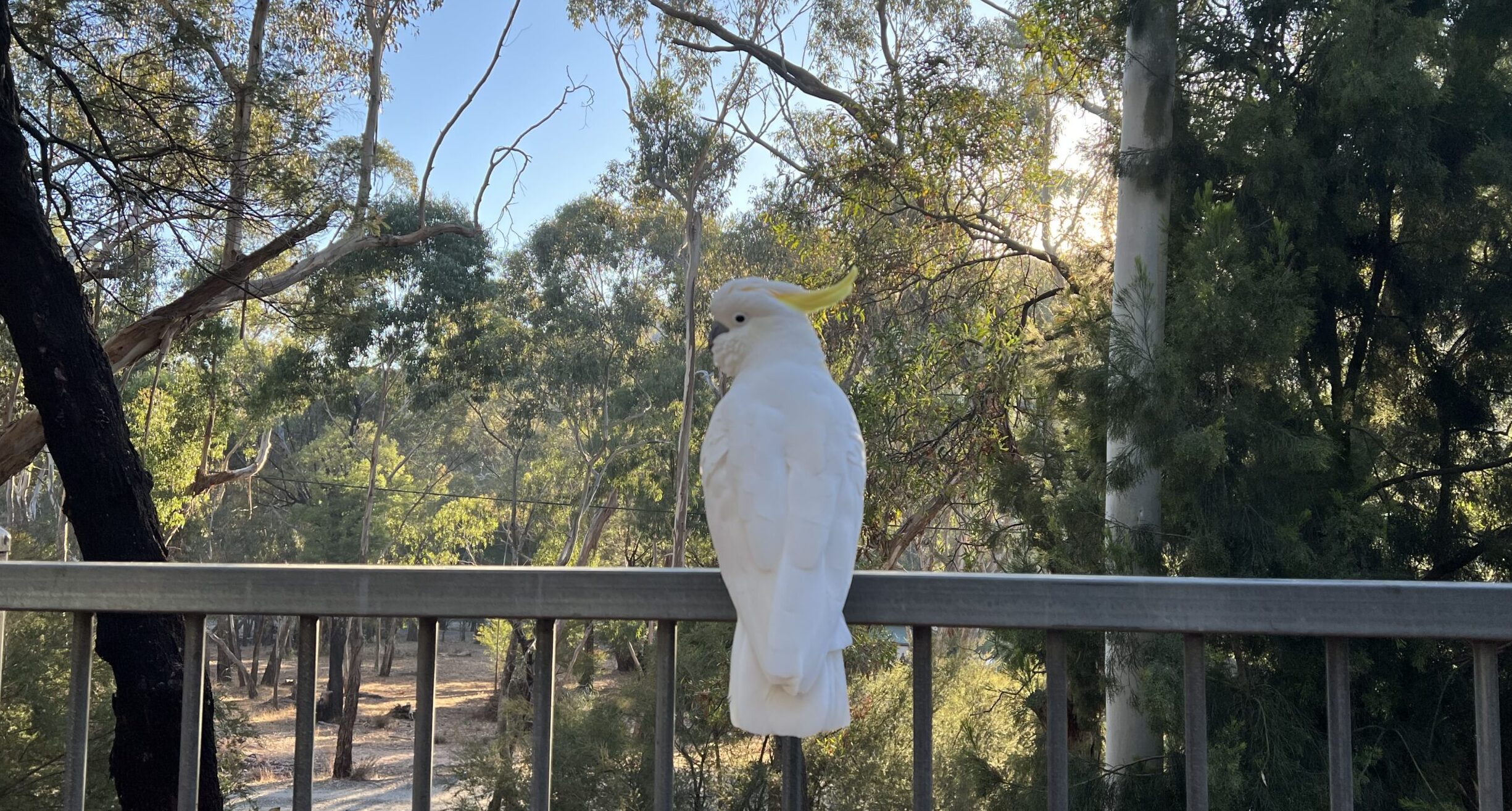 A white cockatoo with a yellow crest perched on a metal railing, surrounded by native eucalyptus trees.