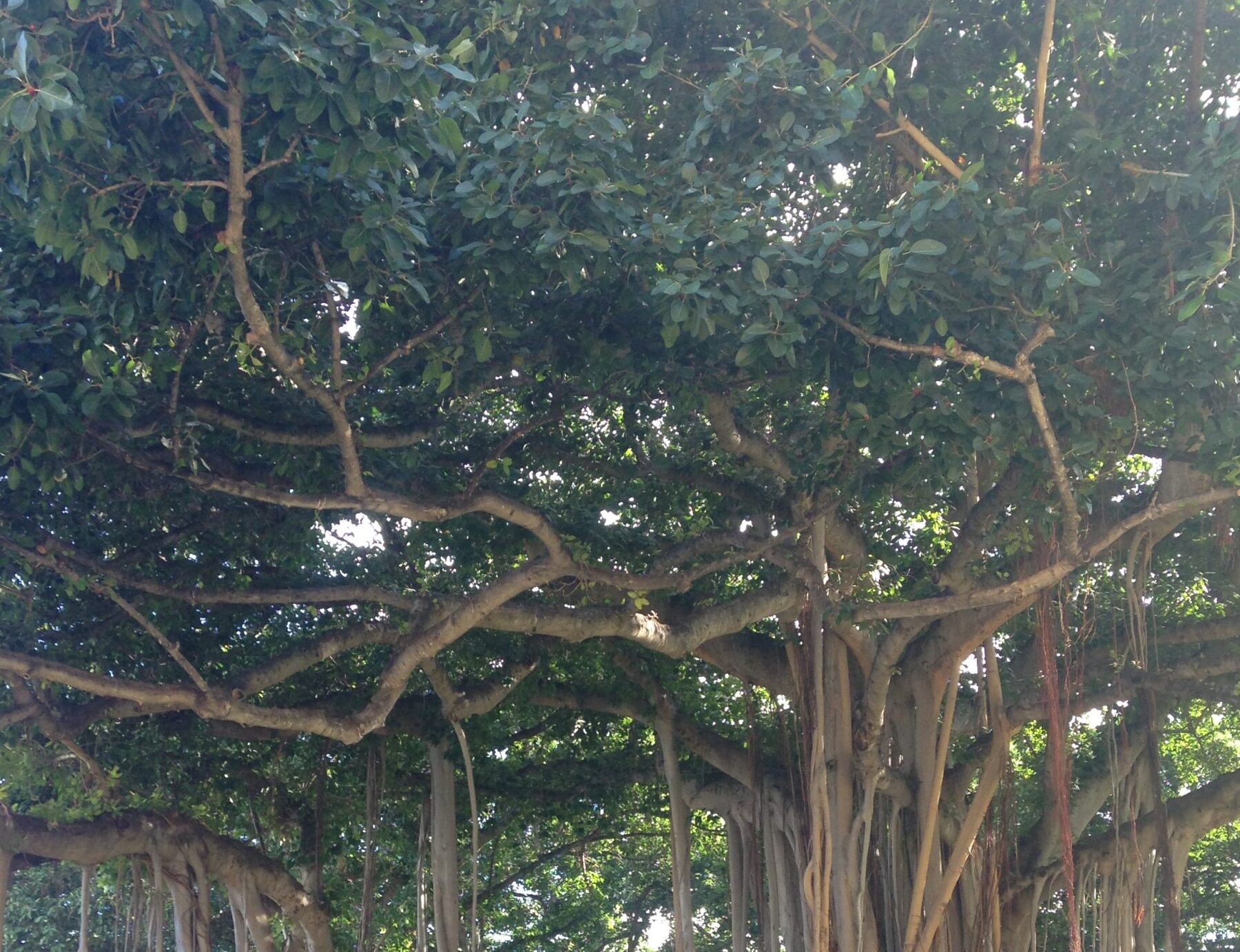 A large tree with dense green foliage and sprawling branches, creating a shady canopy, symbolising nature as technology.